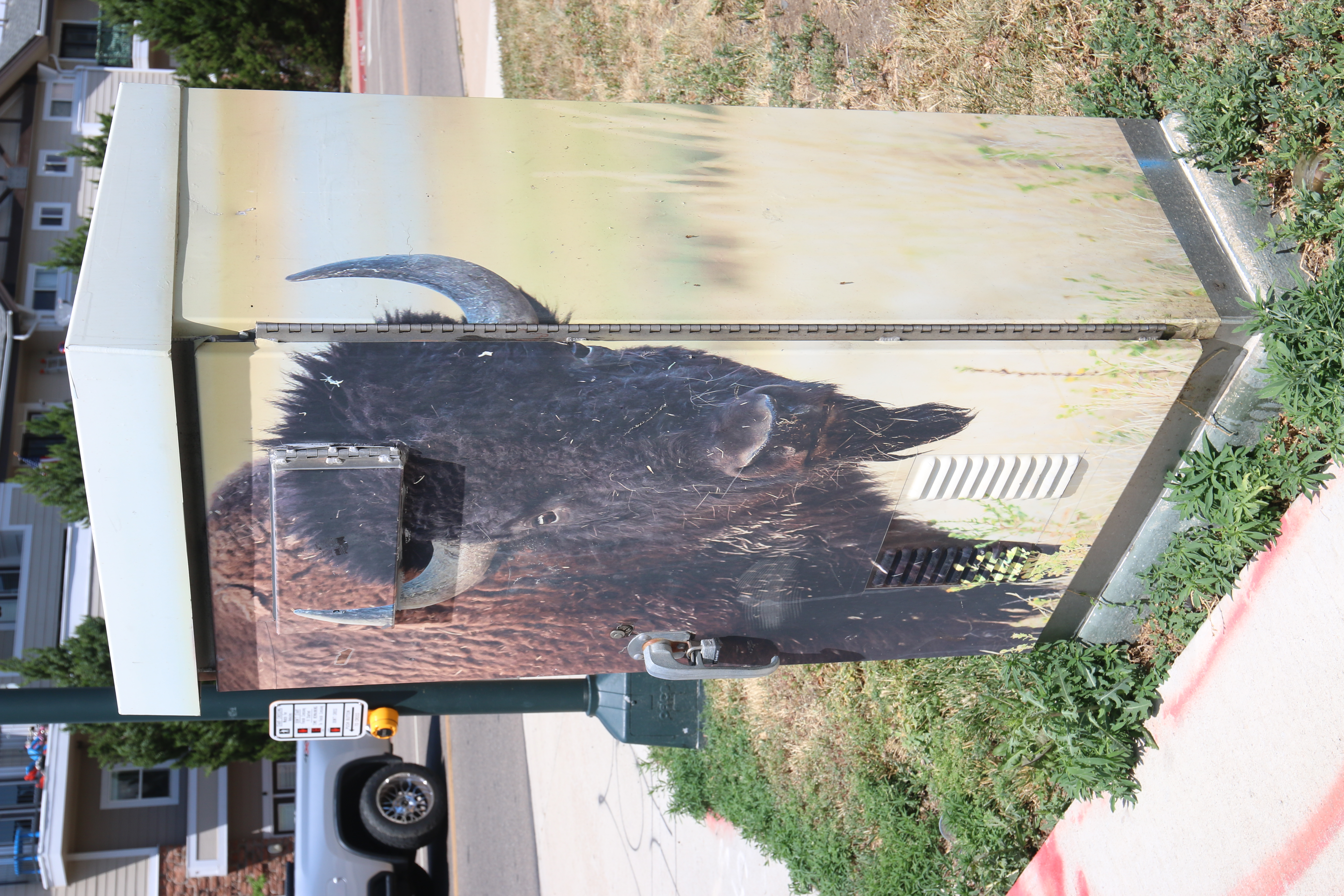 Buffalo